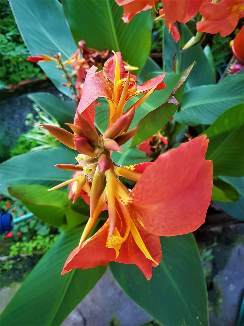 Canna Lily