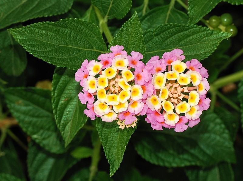 Lantana