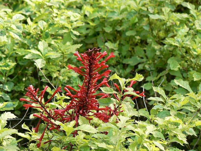 Firespike