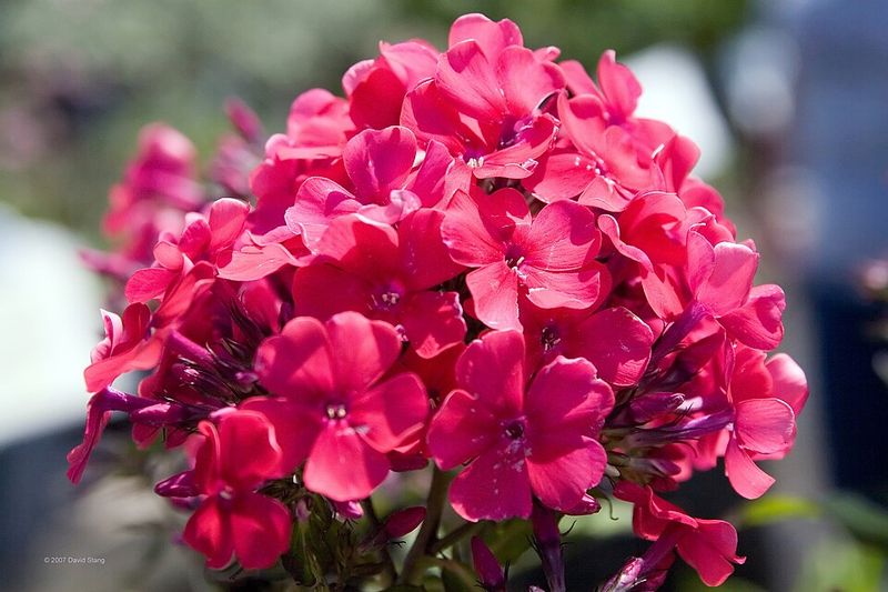 Garden Phlox 'Starfire'