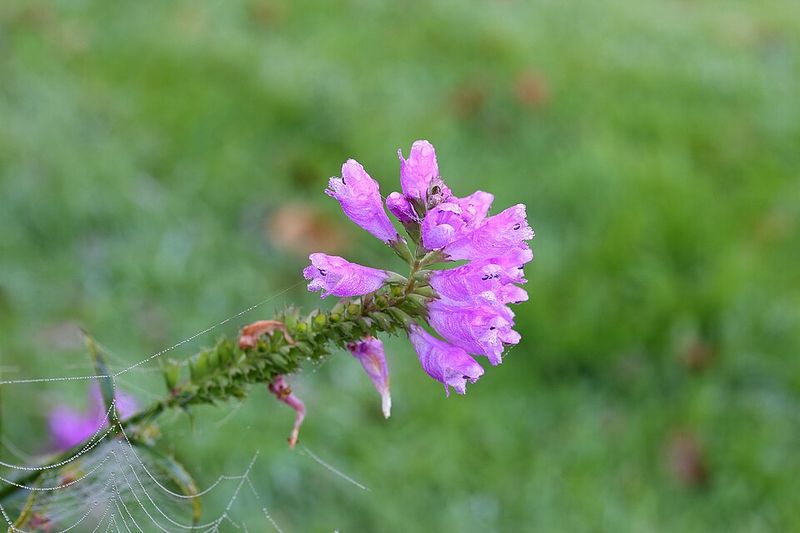 Obedient Plant