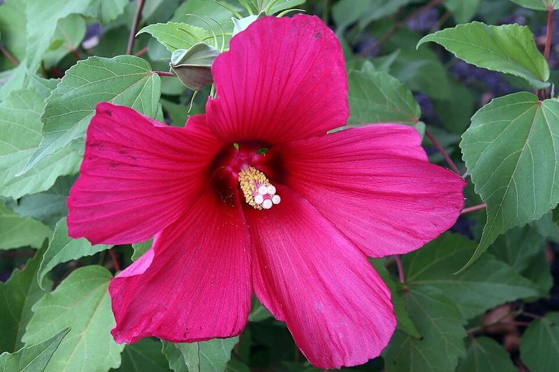 Hardy Hibiscus