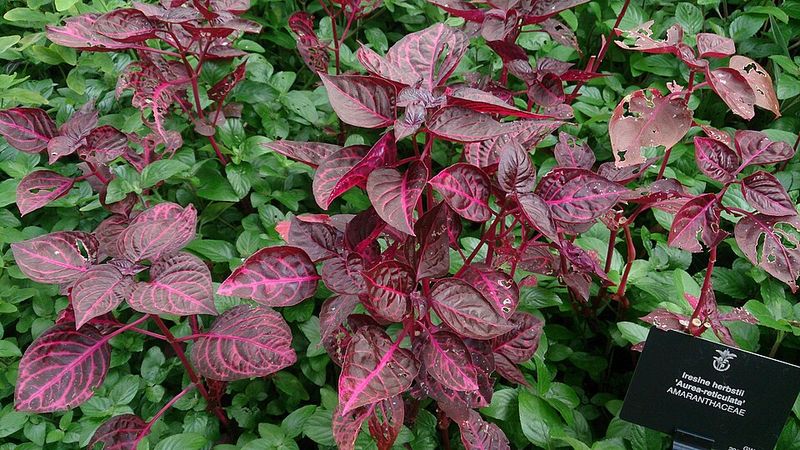 Bloodleaf