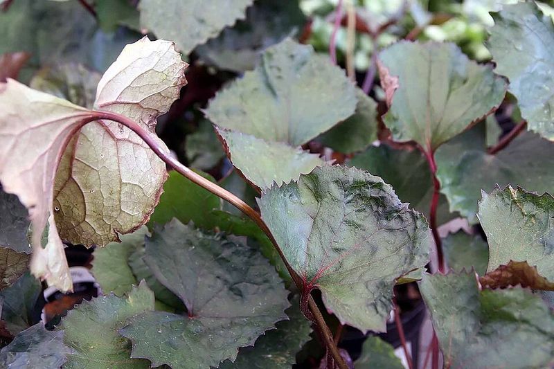 Ligularia dentata