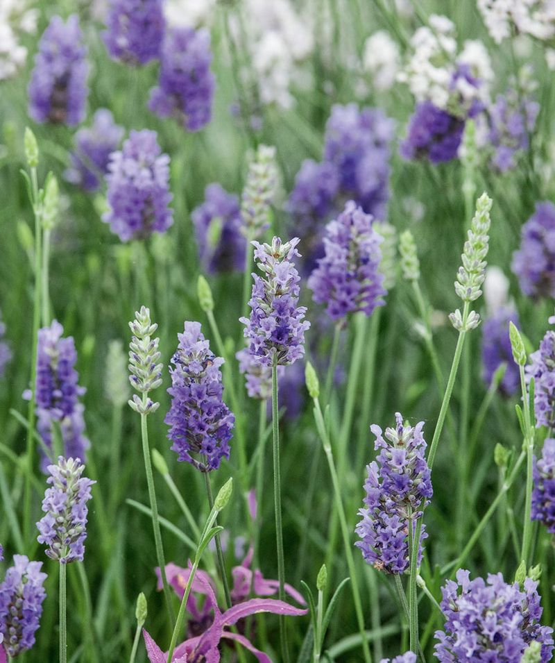 Provence Lavender