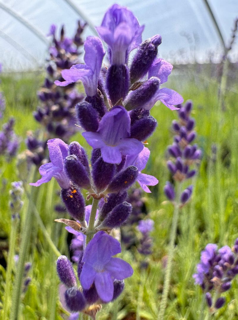 Royal Velvet Lavender
