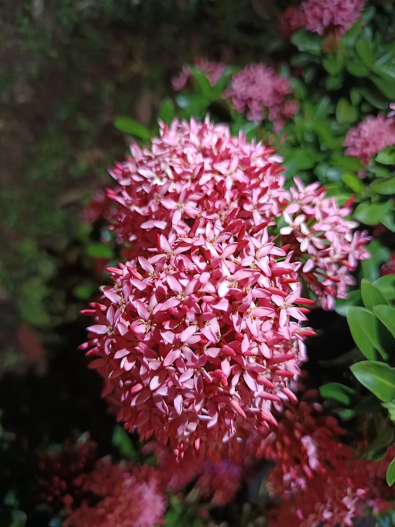 Dwarf Ixora