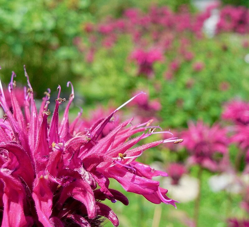 Bee Balm