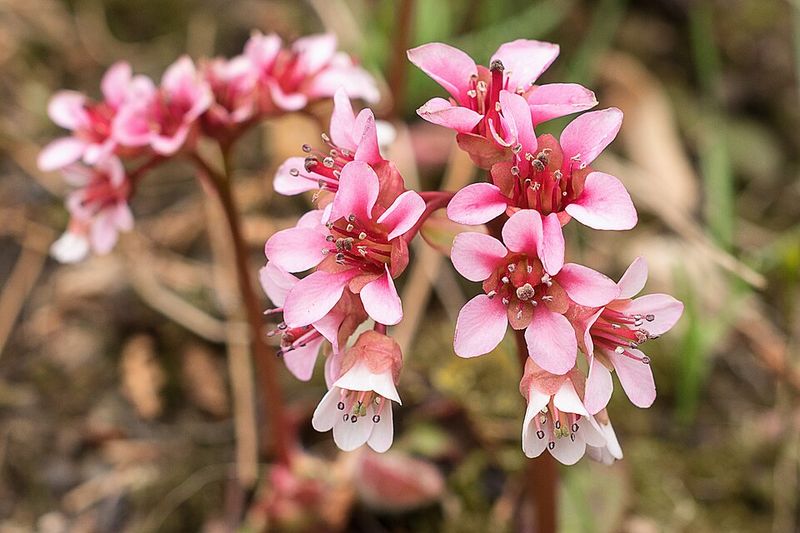 Bergenia