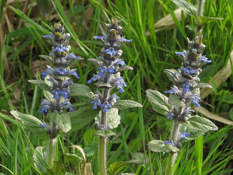 Ajuga reptans