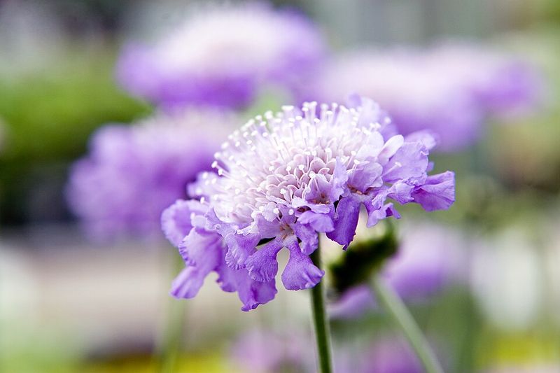 Scabiosa 'Butterfly Blue'