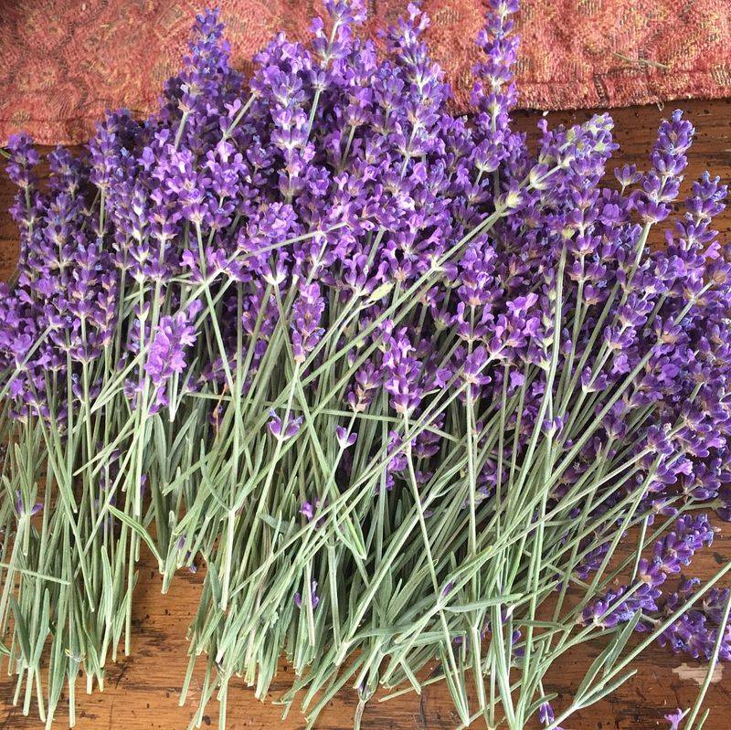 Royal Velvet Lavender