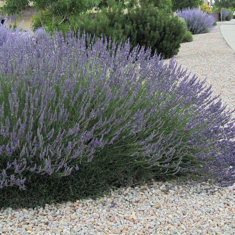 Grosso Lavender