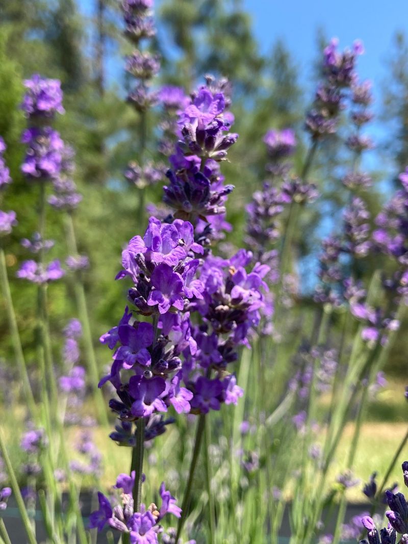 Sachet Lavender