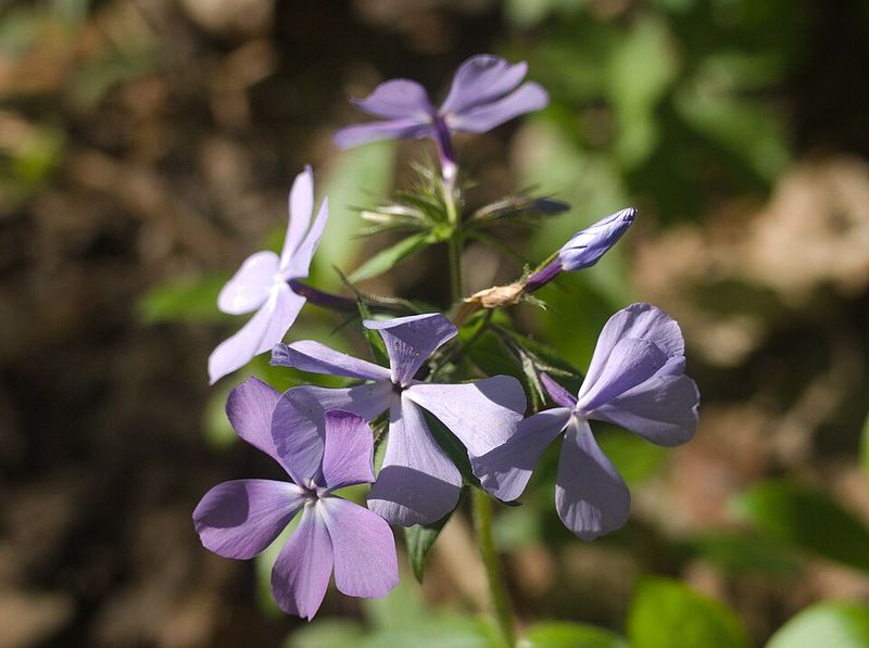 Woodland Phlox