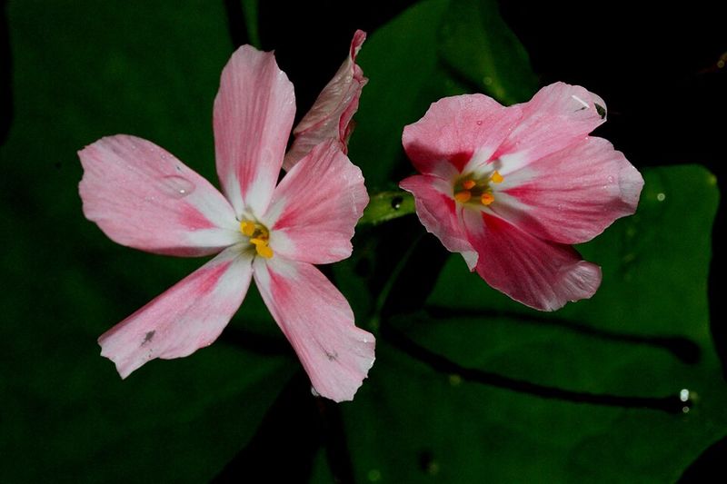Woodland Phlox
