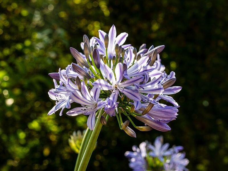 Agapanthus