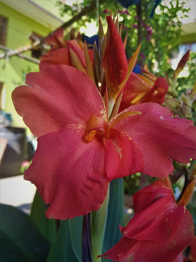 Canna Lily