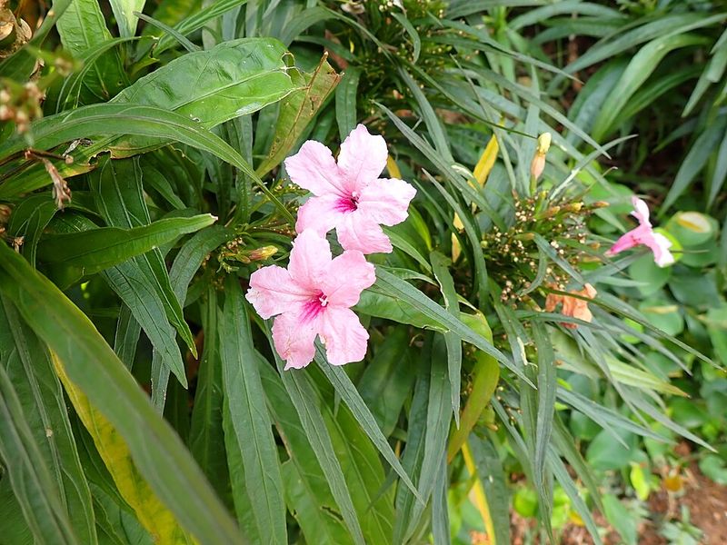 Mexican Petunia