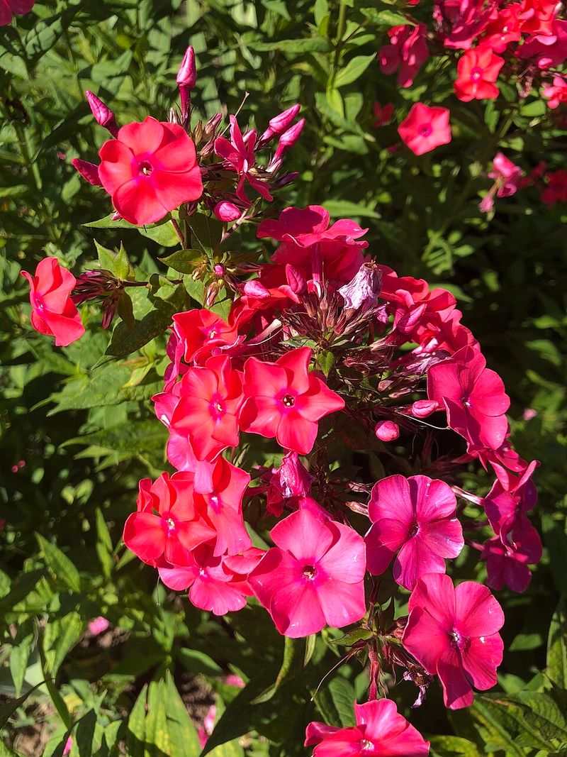 Red Garden Phlox