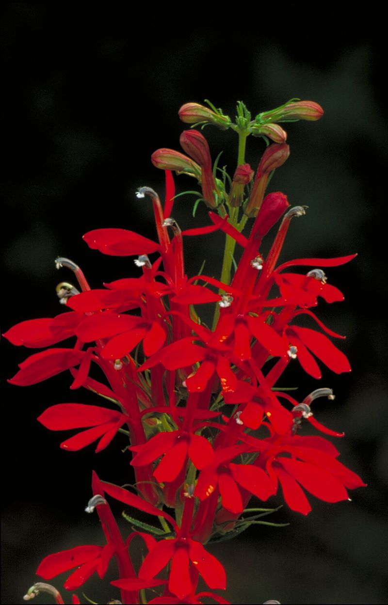 Red Cardinal Flower