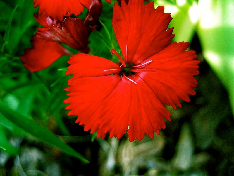 Red Dianthus