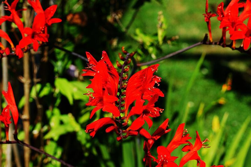 Red Crocosmia
