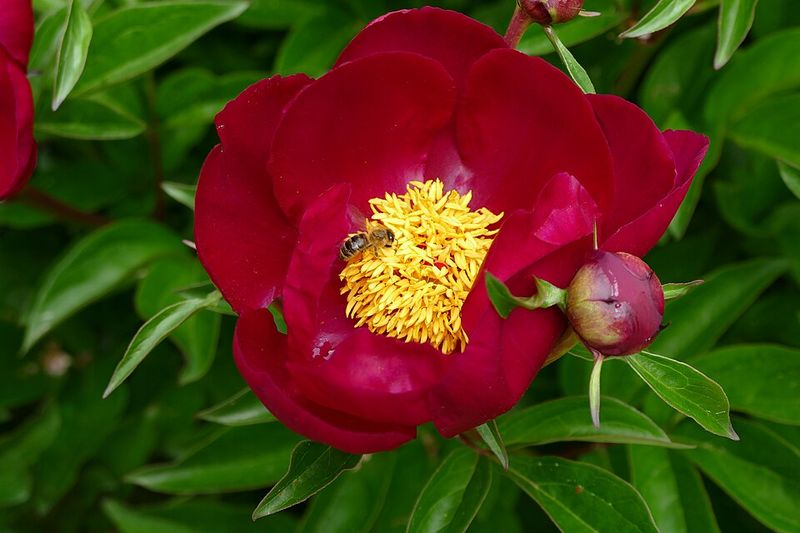 Peony