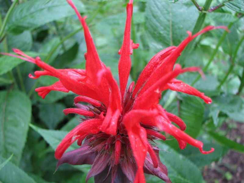 Red Bee Balm