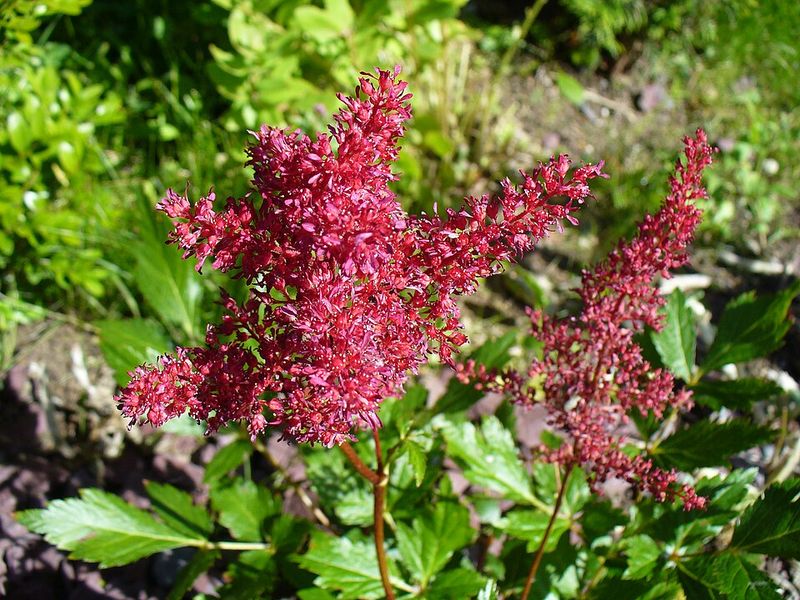 Astilbe 'Fanal'