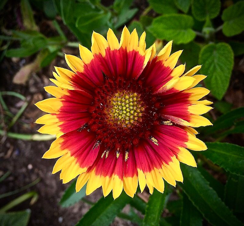 Red Blanket Flower