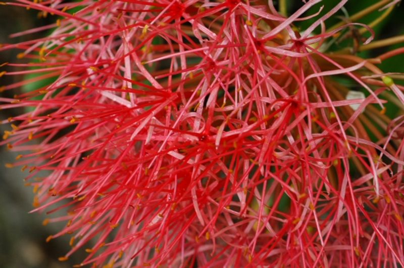 Blood Lily