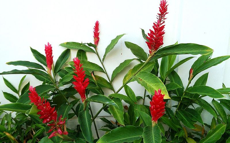 Red Ginger