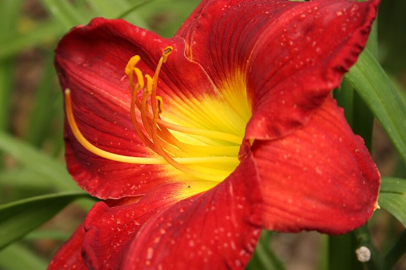 Red Daylily