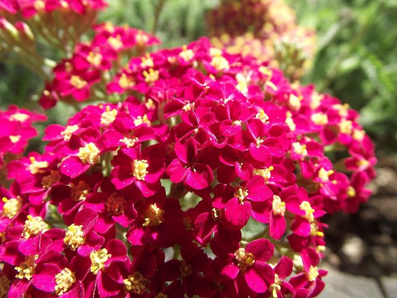 Yarrow 'Paprika'