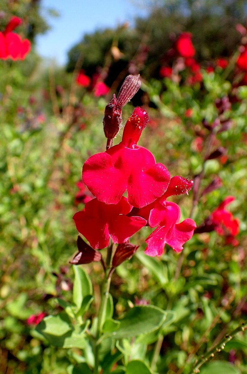 Autumn Sage