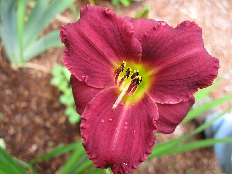 Daylily 'Pardon Me'