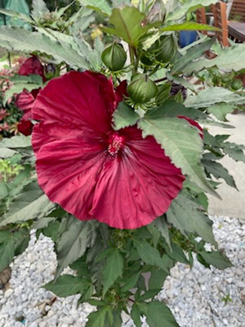 Hardy Hibiscus