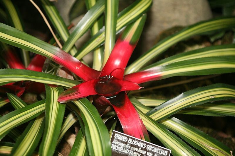 Neoregelia Bromeliad