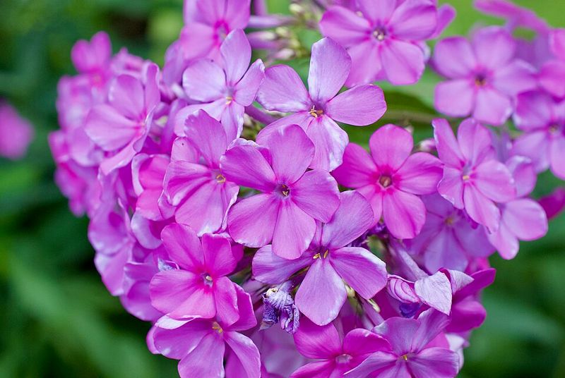 Phlox