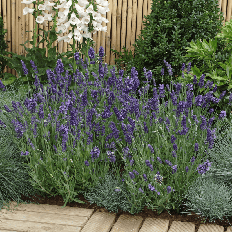SuperBlue Lavender