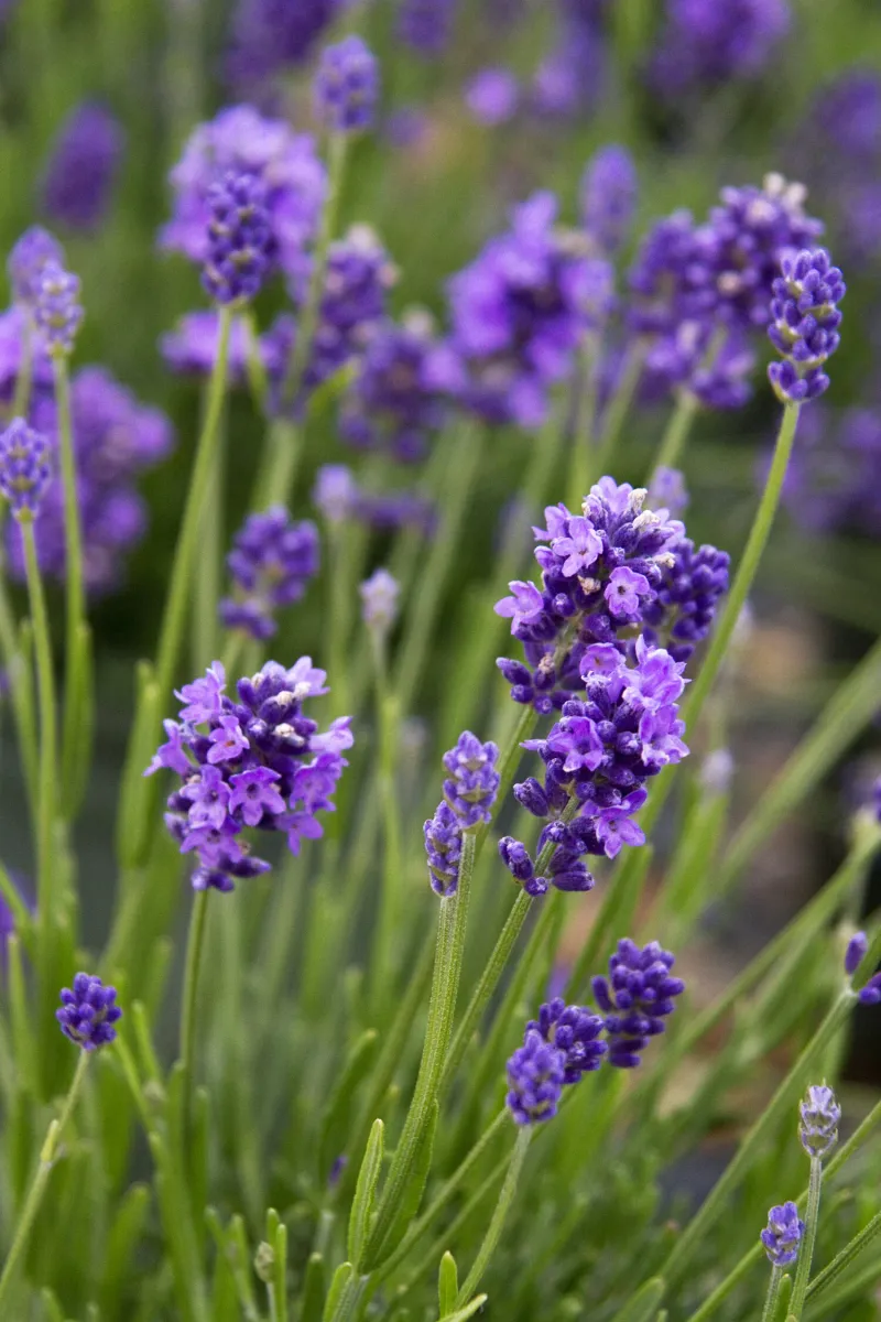 Thumbelina Leigh Lavender