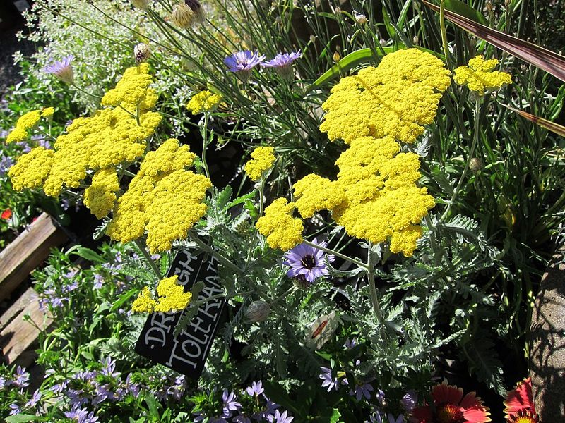 Yarrow 'Moonshine'
