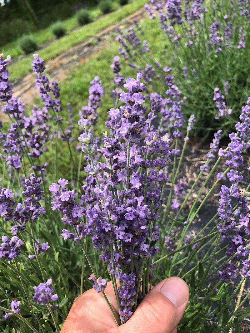 Melissa Lilac Lavender