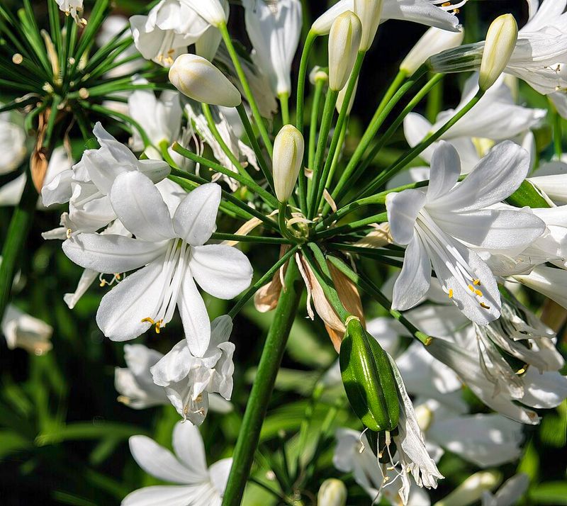 Agapanthus 'Ever White'