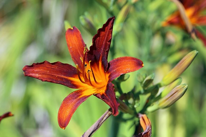 Daylily
