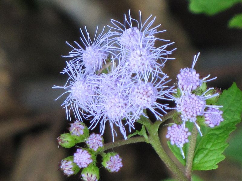 Blue Mistflower