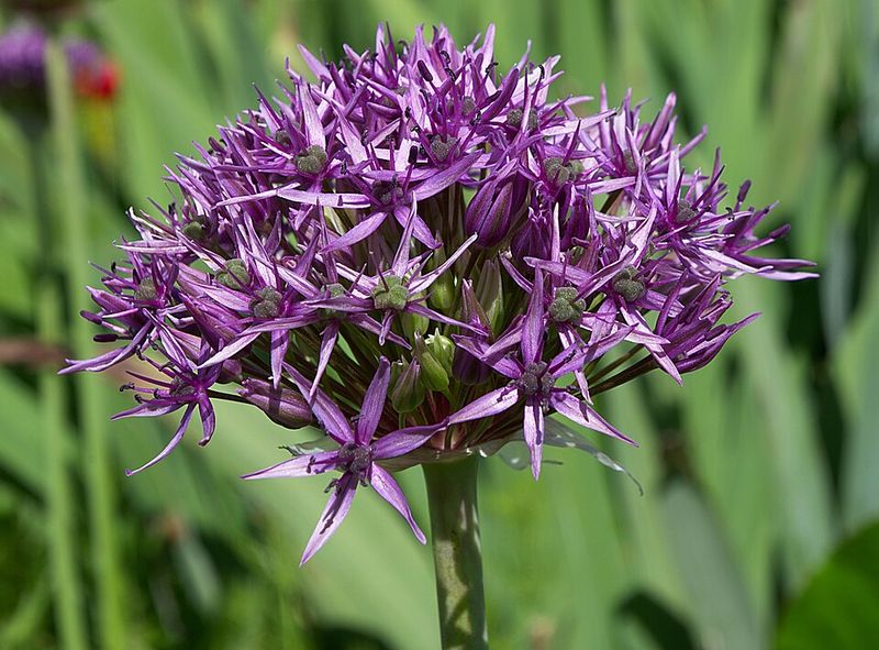Ornamental Allium