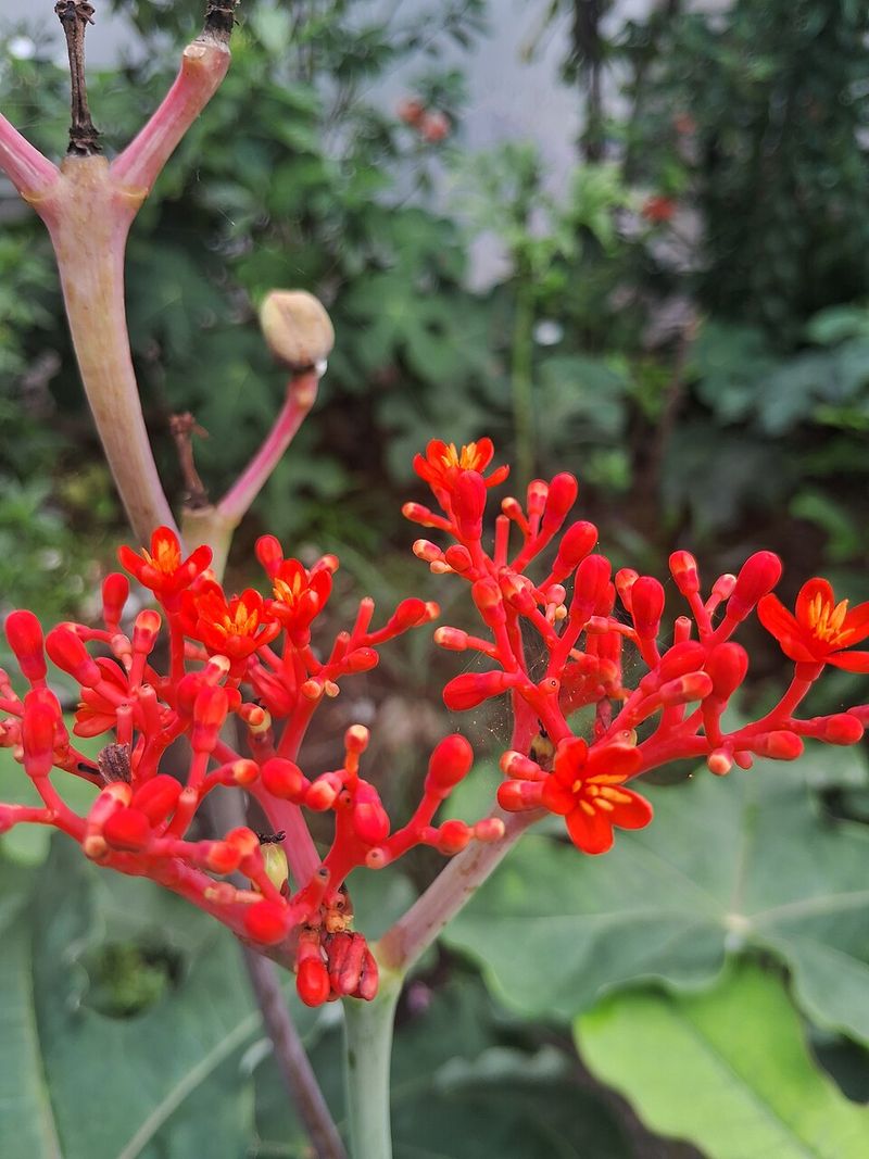Jatropha