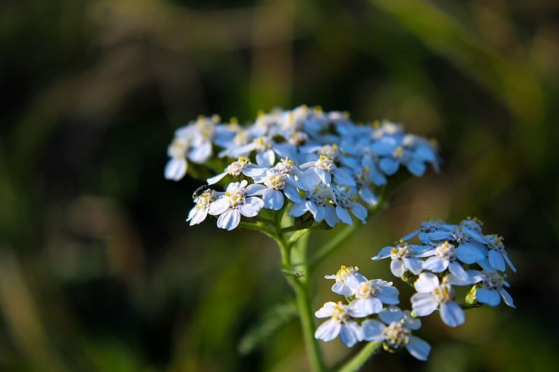 White Yarrow